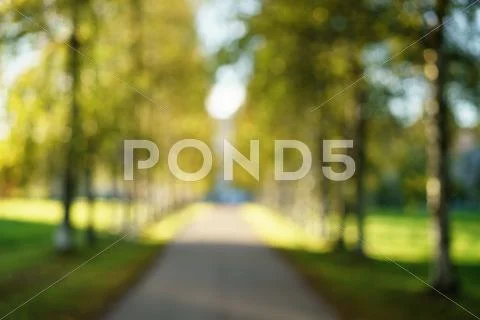 Beautiful bokeh background of birch alley in town Stock Photos