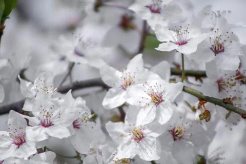 Beautiful bokeh blurry background flowers. Stock Photos