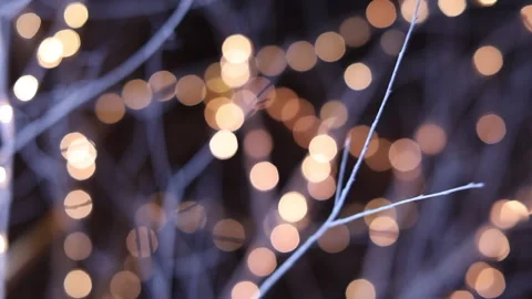 Beautiful bokeh in the branches Видео 146887941