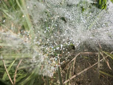 Beautiful bokeh created by diffraction of light through dew drops on grass. Stock Photos