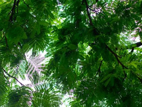 Beautiful bokeh focus through small cute dicotyledon leaves with sky backgr.. 스톡 사진
