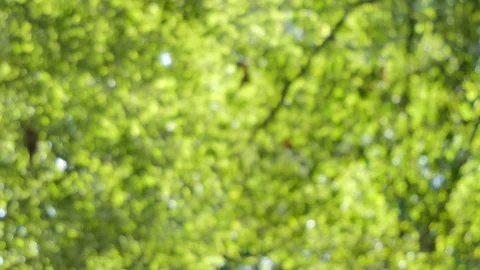 Beautiful bokeh of tree in motion, abstract and background. Stock Footage 119795012