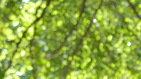 Beautiful bokeh of tree in motion, abstract and background. Stock Footage 119795074