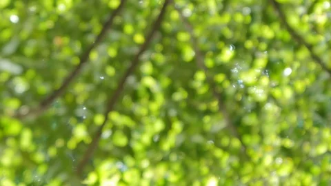 Beautiful bokeh of tree in motion, abstract and background. Stock-Footage 119795145