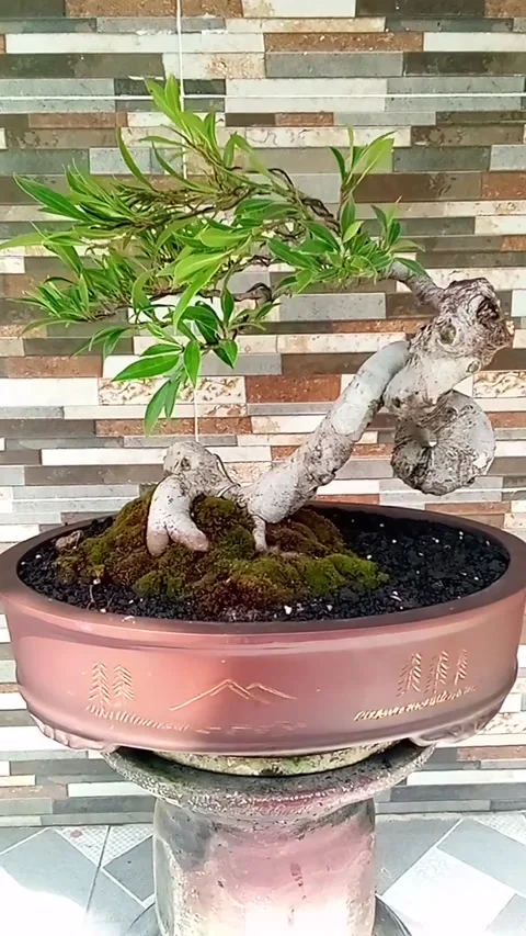 Beautiful bonsai Stock Footage 221999457