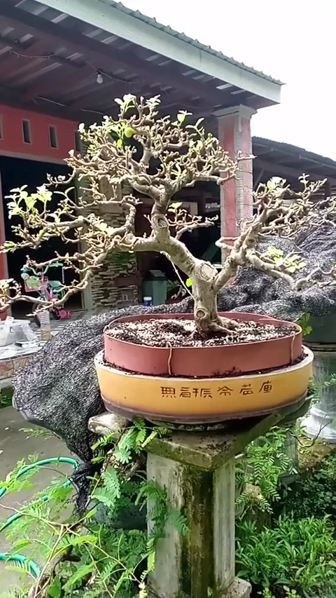 Beautiful bonsai Stock Footage 221999669