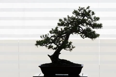 Beautiful bonsai of pine tree. Backlighting from a window. Stock Photos