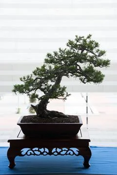 Beautiful bonsai of pine tree. Backlighting from a window. Stock Photos