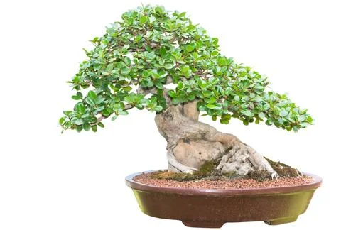 Beautiful Bonsai tree in ceramic pot isolated Стоковые фото