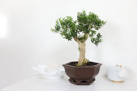 Beautiful bonsai tree in pot and decor elements on table against light wall.. Stock Photos
