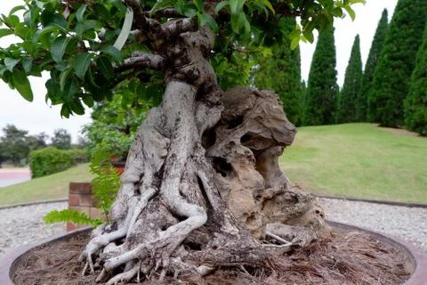 Beautiful Bonsai Tree Root Stock Photos