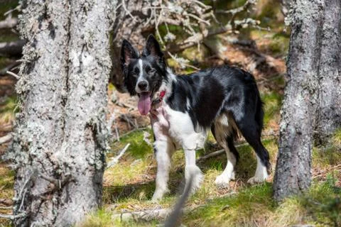 Beautiful border collie at forest in spring Stock Photos