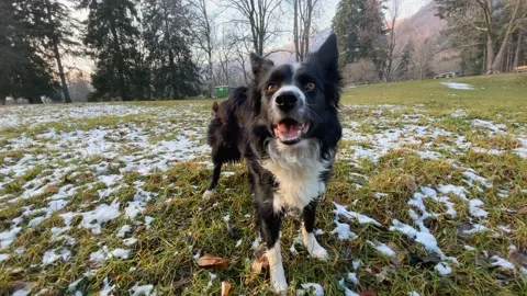 A beautiful border collie puppy dog look... | Stock Video | Pond5