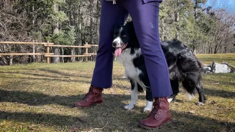 A beautiful border collie puppy is posing between the owner's legs Stock Footage 234077783