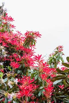 Beautiful, botanic garden in Spring. Stock Photos