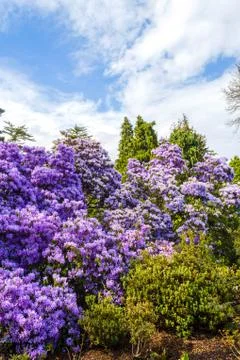 Beautiful, botanic garden in Spring. Stock Photos
