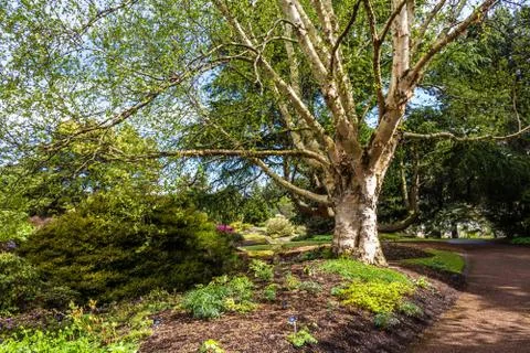 Beautiful, botanic garden in Spring. Stock Photos