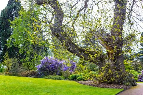Beautiful, botanic garden in Spring. Stock Photos