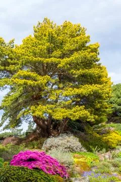 Beautiful, botanic garden in Spring. Stock Photos
