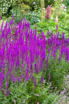 Beautiful, botanic garden in Spring. Stock Photos