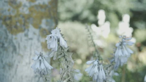 Beautiful Botanical Garden. Bumblebee feeding on a White Lily flower and flying Stock Footage