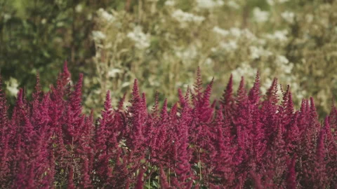 Beautiful Botanical Garden. Red Amaranth curling under the wind. Amaranthus Stock Footage