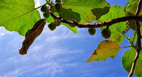Beautiful bottom angle of figs tree (Ficus carica) on the blue sky background. Stock Photos