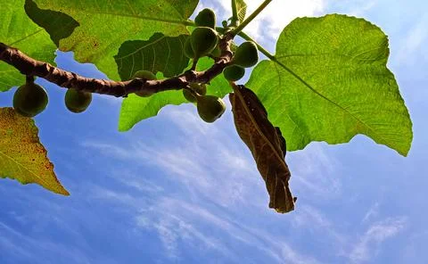 Beautiful bottom angle of figs tree (Ficus carica) on the blue sky background. Stock Photos