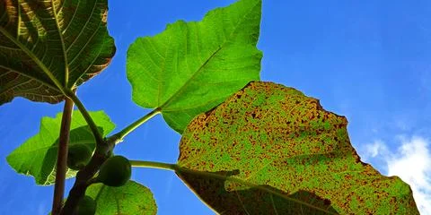 Beautiful bottom angle of figs tree (Ficus carica) on the blue sky background. Foto stock
