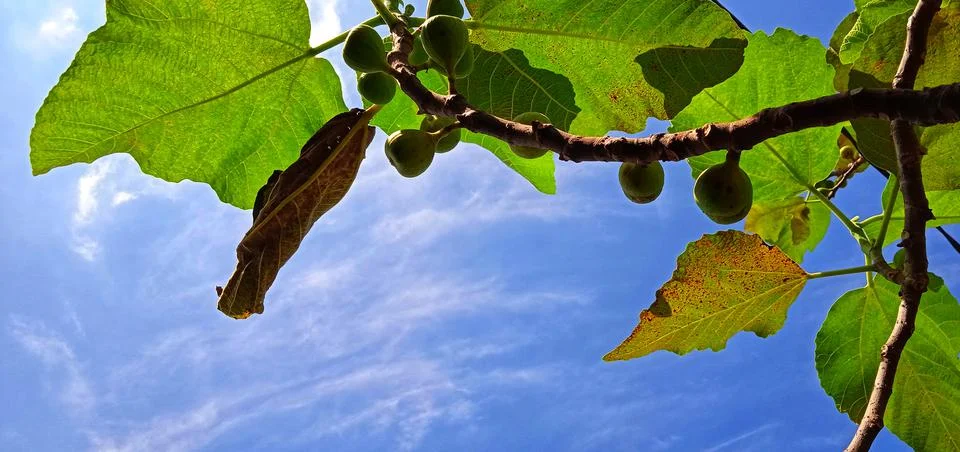Beautiful bottom angle of figs tree (Ficus carica) on the blue sky background. Stock Photos