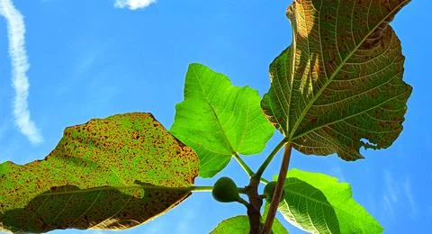 Beautiful bottom angle of figs tree (Ficus carica) on the blue sky background. Stock Photos
