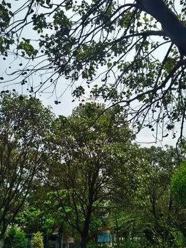 Beautiful bottom angle view of trees and plant leaves, branches texture bac.. Фото