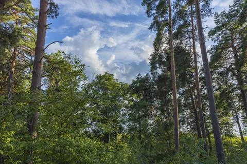 Beautiful bottom up view on tops of  pine trees on blue sky background. Stock Photos