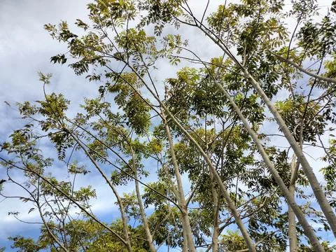Beautiful bottom view to the tree  top leaves in forest. nature background Stock Photos