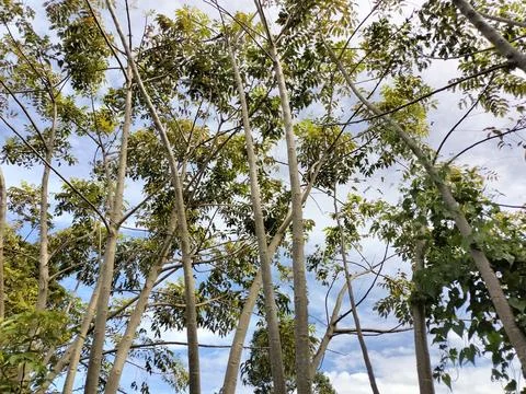 Beautiful bottom view to the tree  top leaves in forest Stock Photos