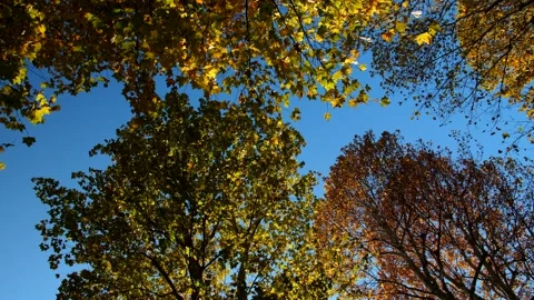 Beautiful bottom view of trees in autumn season. 库存影片 212290441