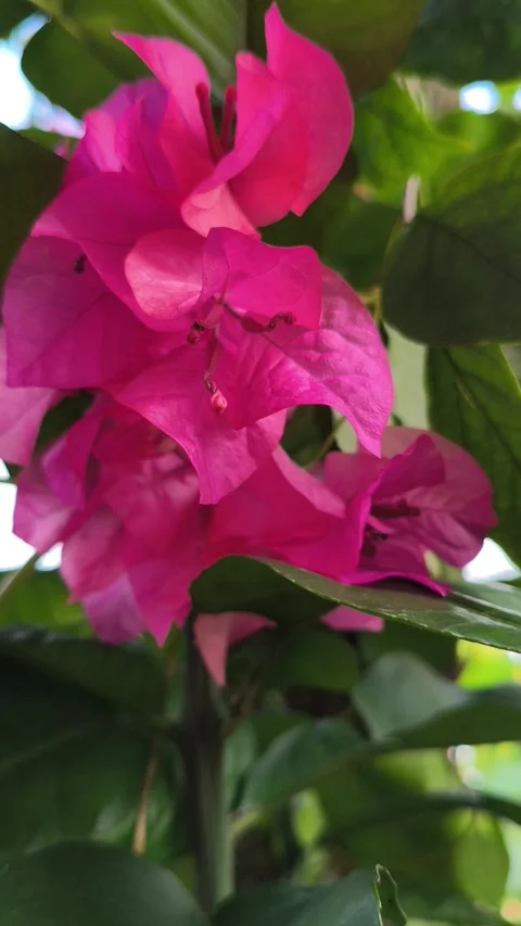 Beautiful Bougainvillea in Bloom Stock Footage 334100824