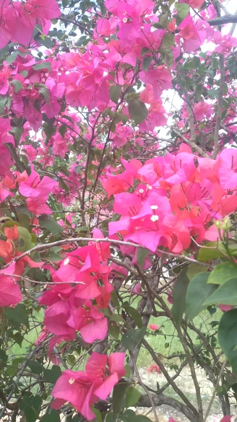 Beautiful bougainvillea Stock Footage 240889998
