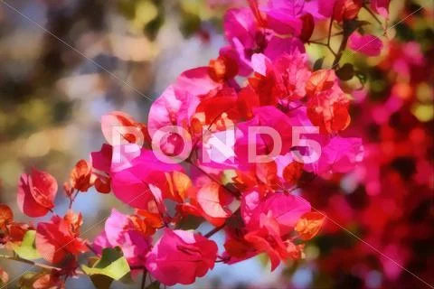 Beautiful bouganvilla flower painting Stock Illustration