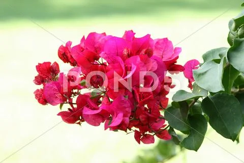 Beautiful bouganvilla flowers Stock Photos