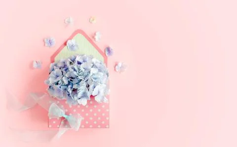Beautiful bouquet of blue hydrangea in a floral envelope on a pink background Stock Photos