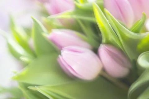 Beautiful bouquet of many small violet tulips Tulipa for celebration Stock Photos