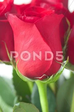 Beautiful bouquet of red roses isolated on white Stock Photos
