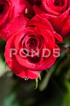 Beautiful bouquet of red roses with water drops Stock Photos