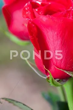 Beautiful bouquet of red roses with water drops Stock Photos