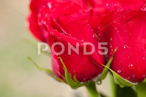 Beautiful bouquet of red roses with water drops Stock Photos