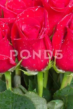 Beautiful bouquet of red roses with water drops Stock Photos