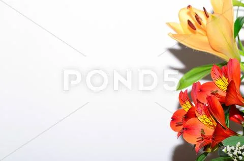 Beautiful Bouquet Right On White Background