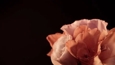 A beautiful bouquet rotating. Stock Footage 80823800