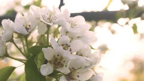 Beautiful branch of apple tree at bloom in Hardanger, Norway. Pretty white Stock Footage 106997189